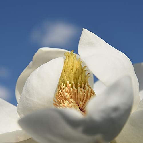 Perfect Plants Little Gem Magnolia Tree, 4-5 ft, Live Plant - Image 4