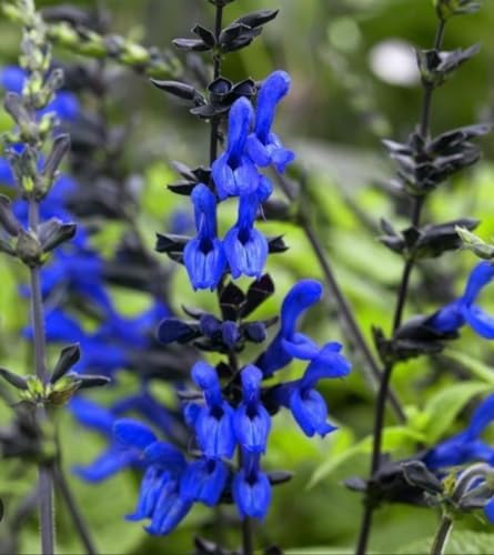 Black and Blue Salvia Guaranitica – Live Perennial Plant 3" Pot – Hummingbirds - Image 4