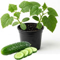 2 Marketmore Cucumber Plants, 4-6" Tall Cucumber Seedlings in 4" Pot by HILROQG