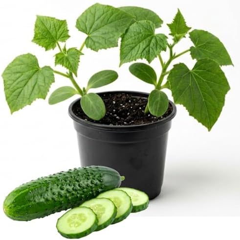 2 Marketmore Cucumber Plants, 4-6" Tall Cucumber Seedlings in 4" Pot by HILROQG