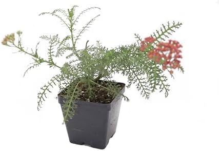 Greenwood Nursery: Live Perennial Plants - Achillea New Vintage Red Yarrow - [Qty: 3X Pint Pots] - (Click for Other Available Plants/Quantities) by GreenwoodNursery