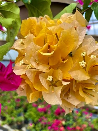 Yellow 16" Bougainvillea - Image 2