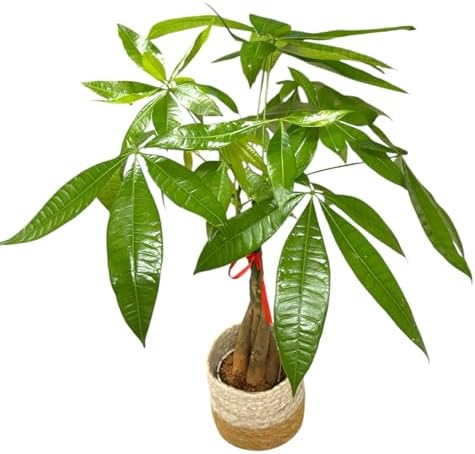 Money Tree Live Plant | 14-22 Inches Tall Bonsai | Easy to Grow Indoor Houseplant | Home, Office, or Room Decor | Birthday, Housewarming Gift (Brown Jute) - Image 3