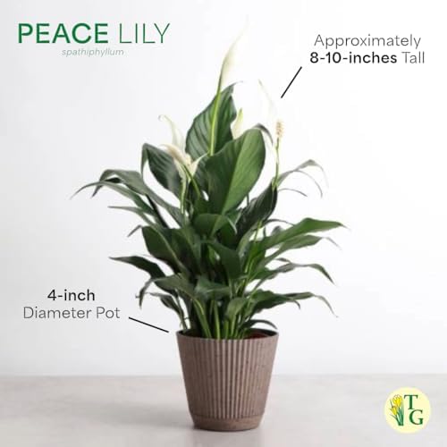 Live Peace Lily Plant, Spathiphyllum, Low Light, Easy to Grow, 4" Pot - Image 5