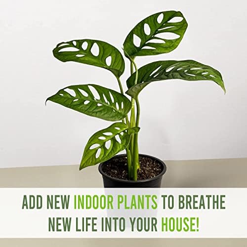LEAL PLANTS ECUADOR Monstera Adansonii Swiss Cheese Plant (Pack of 2) Indoor houseplant | Live Plant Easy to Grow Indoor| Air Purifying Indoor Plant, Unique Gift for Plant Lovers - Image 4