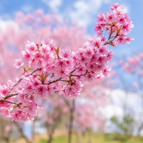 Pink Cherry Blossom Plant Live, Cherry Blossom Tree, Flowering Blossom Tree for Planting Outdoors, 5-10 Inch Tall, 2.5 Inch Pot, Dormant in Winter - Image 5