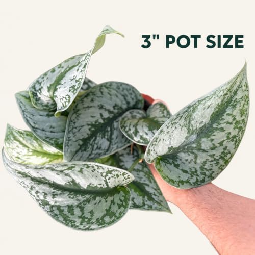 Silver Satin Pothos Live Plant - Scindapsus Pictus Exotica - Image 2