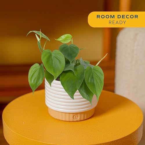 Costa Farms Philodendron, Live Indoor Plant, Tropical Houseplant - Image 2