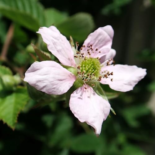Chester BlackBerry Live Plant (5-9" Tall) – Thornless Sweet Berry Bush – Cold Hardy Zones 5-8 – Late Season Rubus Starter for Patio Containers or Outdoor Gardens – High Yield & Disease Resistant - Image 5