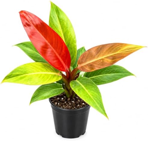 Philodendron Red Sun Live Plant 2" - Fully Rooted Indoor Houseplant Gift by NYCitySucculents