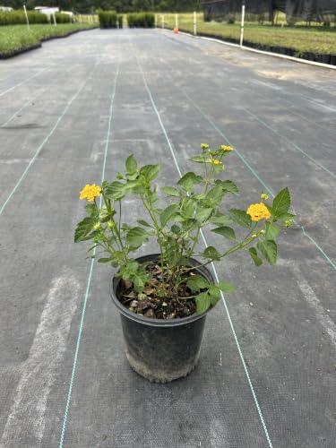 Yellow Lantana Live Plant, 1 Gallon, Flowering Perennial Ground Cover - Image 3