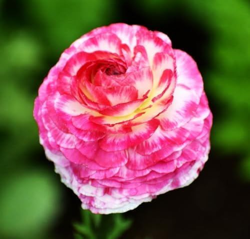Mixed Peony Ranunculus Bulbs- Persian Buttercup -10 Corms Bulbs Flowering Blooms Perennial Bulbous Root Garden Plant (Picotee Pink) - Image 3