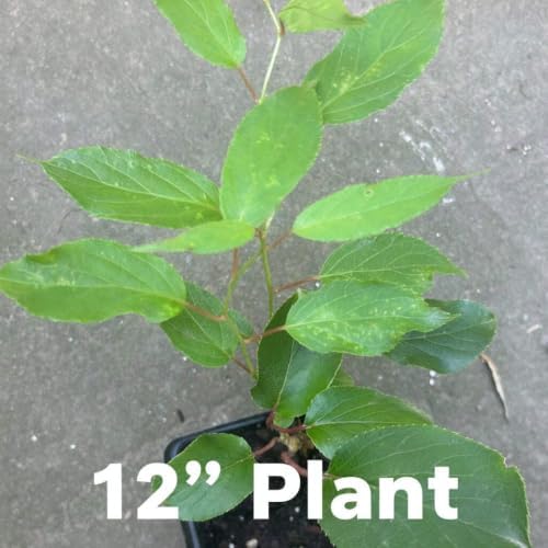 Hardy Kiwi Live Plants – Edible Fruit Vine, Zones 3–8: 1 Anna Female 4"+ and 1 Meader Male 4"+ Pair (2 Plants in 2.5" Pots) - Image 3