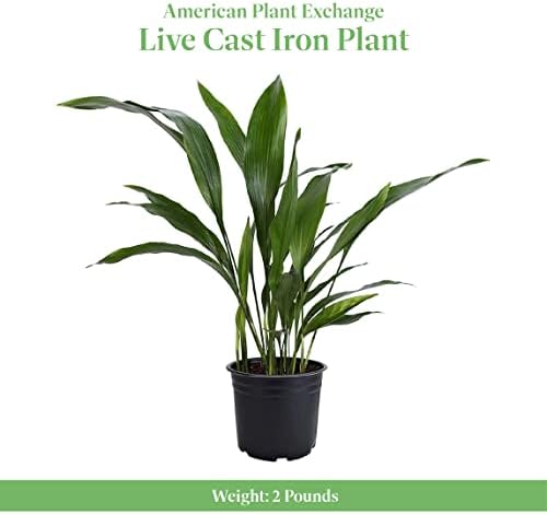 American Plant Exchange Cast Iron Plant – Live 6-Inch Potted Evergreen, Low-Maintenance Hardy Houseplant, Drought-Tolerant & Low-Light Indoor Plant for Home, Office & Shade Gardens - Image 2