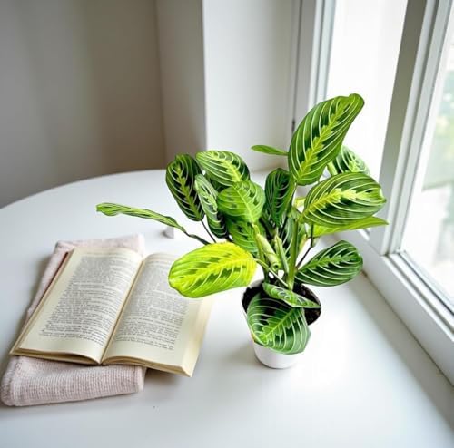 Live Plant, Lemon Lime Maranta Prayer Plant, Pet Friendly, Air Purifying, Easy Care, 12-16 inch Tall, Easy to Grow Rare Indoor Plant, Houseplant, 4 inch Pot by Hopewind Plants Shop - Image 5