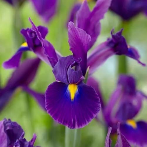 Dutch Iris ‘Valentine’ – Top-Size Bulbs for Fall Planting | Rich Indigo-Purple Blooms, Hardy Spring Flower Bulbs Ideal for Borders, Beds, and Cut Arrangements | Easy-to-Grow Dutch Variety by Votaniki
