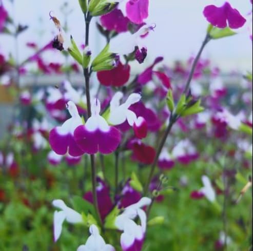 Amethyst Lips Salvia – Live Flowering Plant in 3 Inch Pot – Hummingbird Magnet - Image 3