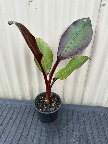 Red Abyssinian Banana (Ensete Maurelii) 5-9" Live Plant - Giant Red Leaf Ornamental Tree - Fast Growing Tropical Focal Point - Huge Container Accent - Image 4