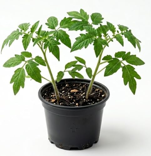 Cherry Tomato Plant, Live Tomato Vegetable Seedling in 4 Inch Pot - Image 2