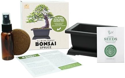 Buzzy Seeds Norway Spruce Bonsai Grow Kit, Decorative Planter, Tree Seeds - Image 4