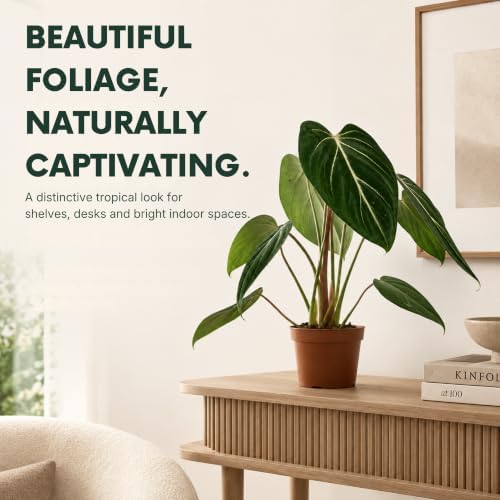 Philodendron Gloriosum Live Plant, 2 Inch Rare Heart Leaf Houseplant - Image 5