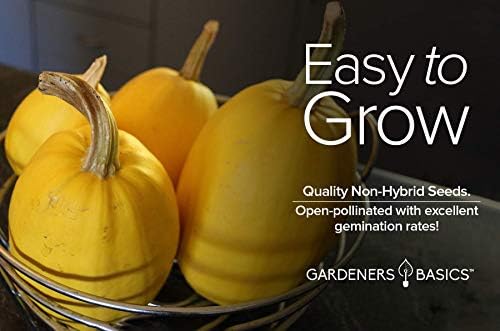 Gardeners Basics Spaghetti Squash Seeds for Planting, 2 Pack – Winter Squash Heirloom, Non-GMO Vegetable Seeds - Image 3