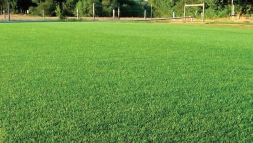 Kentucky 31 Tall Fescue Grass Seeds, 1 Pound Pure Seeds Pack by Seeds2Go - Image 2