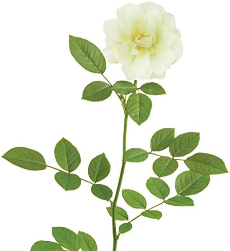Perfect Plants Popcorn Drift Rose Bush, 1 Gallon, Live Plant - Image 2