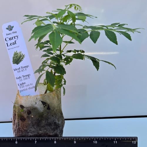 Daisy Ship Curry Leaf Plant Live Murraya Koenigii - 2 x 2-in Bags - Image 3