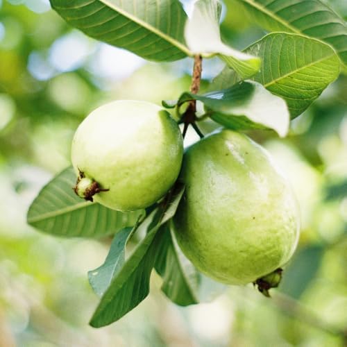 White Guava Tree Live, Guava Plant, 8-10 Inch Tall - Image 5