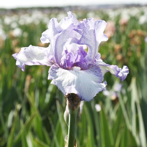 Easy to Grow Bearded Iris Earl of Essex 3 Plant Bulbs - Purple & White Flowers Spring to Fall, Full Sun Low Maintenance Zones 3-10 - Image 2