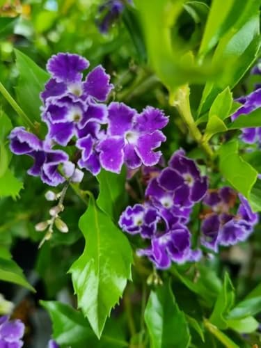 Duranta Blue Live Plants (5-9" Tall) - Pack of 2 (Two) - Golden Dewdrop Sky Flower - Fast Growing Pollinator Magnet - Vibrant Violet Blooms - Container & Landscape Ready - Exotic Tropical Shrub - Image 4