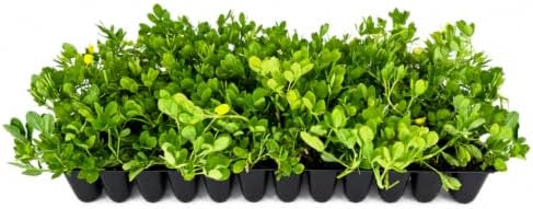 Ornamental Peanut Grass | 30 Live Fully Rooted Plants | Arachis Glabrata | Low Maintenance Drought Tolerant Groundcover, Yellow Flowers, Lawn Alternative by FloridaFoliage