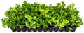 Ornamental Peanut Grass | 40 Live Fully Rooted Plants | Arachis Glabrata | Low Maintenance Drought Tolerant Groundcover, Yellow Flowers, Lawn Alternative by FloridaFoliage