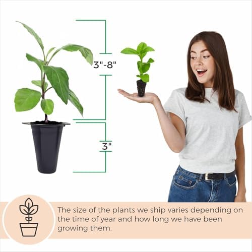 Longevity Spinach Plant (8 Plants) - Image 4