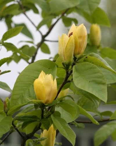 Yellow Magnolia Tree Live Plant, 12-24 Inch Tall, Gallon Pot - Image 4