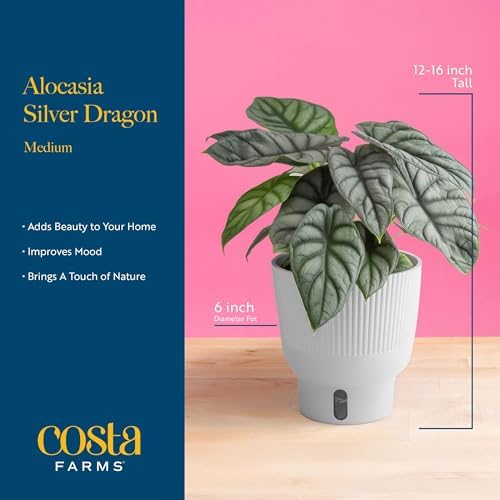Costa Farms Alocasia, Live Indoor Plant, Easy Care, Home Decor - Image 4