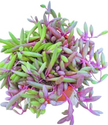 Live Succulent 4" Othonna Capensis Ruby Necklace, Succulents Plants Live, Succulent Plants Fully Rooted, House Plant for Home Office Decoration, DIY Projects, Party Favor Gift By The Succulent Cult - Image 2