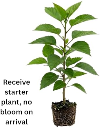 White Hibiscus Flower Live Plant, Large Bloom Shrub, 5-8'' Tall - Image 5