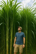 1,000 Privacy Grass Seeds for Planting - Skyscraper/Elephant Grass - Fast Growing Tall Ornamental Greens Up to 10 Feet - Dense Natural Privacy Screen - Easy to Grow (Approx 1,000 Seeds) by CZGrain