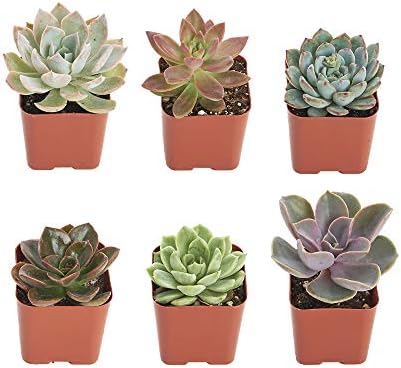 Shop Succulents Rosette Succulent Plant Pack Collection - Live Mini Succulent Plants, Low Maintenance, Floral Shaped Mix of Colors & Textures - Wedding and Party Favors, Gift & Garden, Pack of 6 - Image 2