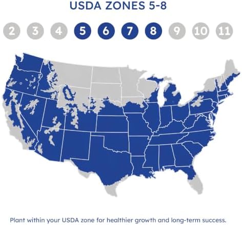 Wintergreen Boxwood, Live Evergreen Shrub, 3 Gallon - Image 5