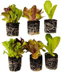 Lettuce Seedlings: Ready-to-Plant Seedlings, Starts, Plugs, Garden-Ready, Live Plants, Transplants, Pre-sprouted, for Soil & Hydroponic Gardens (12 seedlings) by CercaCultivation