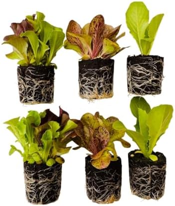 Lettuce Seedlings: Ready-to-Plant Seedlings, Starts, Plugs, Garden-Ready, Live Plants, Transplants, Pre-sprouted, for Soil & Hydroponic Gardens (12 seedlings) by CercaCultivation