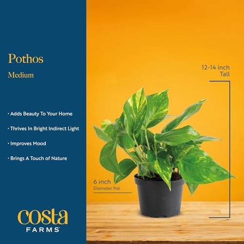 Costa Farms Golden Pothos, Live Indoor Plant, Trailing Vine, Air Purifying - Image 4