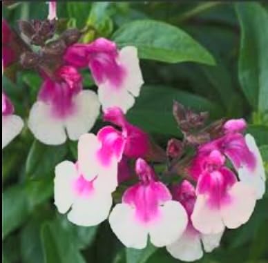 Salvia greggii 'Mirage Rose Bicolor' (Autumn Sage) Dwarf Grows to 14 inches Tall - Flowering Starter Size Plant – 1 Live Plant - in 2.5" Pot – Hardy Flowering Perennial, Pollinator Favorite - Image 6