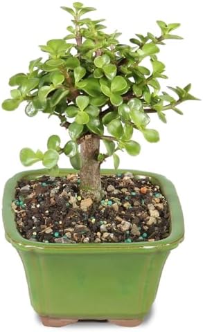 Brussel's Bonsai - Small Jade Live Bonsai Tree, Potted Indoor Plant - Image 2