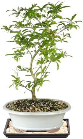 Brussel's Bonsai - Large Live Bonsai Tree, Potted Outdoor Plant - Image 3