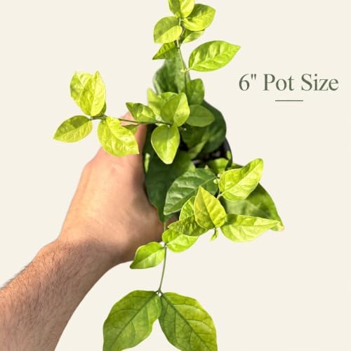 Sambac Arabian Jasmine Live Plant, Rare Fragrant Indoor Outdoor Houseplant - Image 2