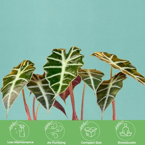 American Plant Exchange Alocasia Polly African Mask – 6-Inch with Pot – Live Easy Care Tropical Houseplant, Air Purifying Foliage for Home, Office, or Indoor Garden Decor - Image 3
